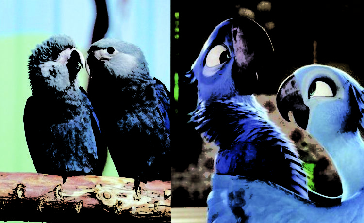 Burung Macaw Spix Bintang Dalam Film Rio Yang Dinyatakan Punah