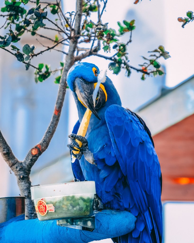 38+ Burung macaw biru punah terbaru